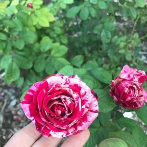 Meet your Posher, Victoria